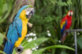 黄色金刚鹦鹉特写图片